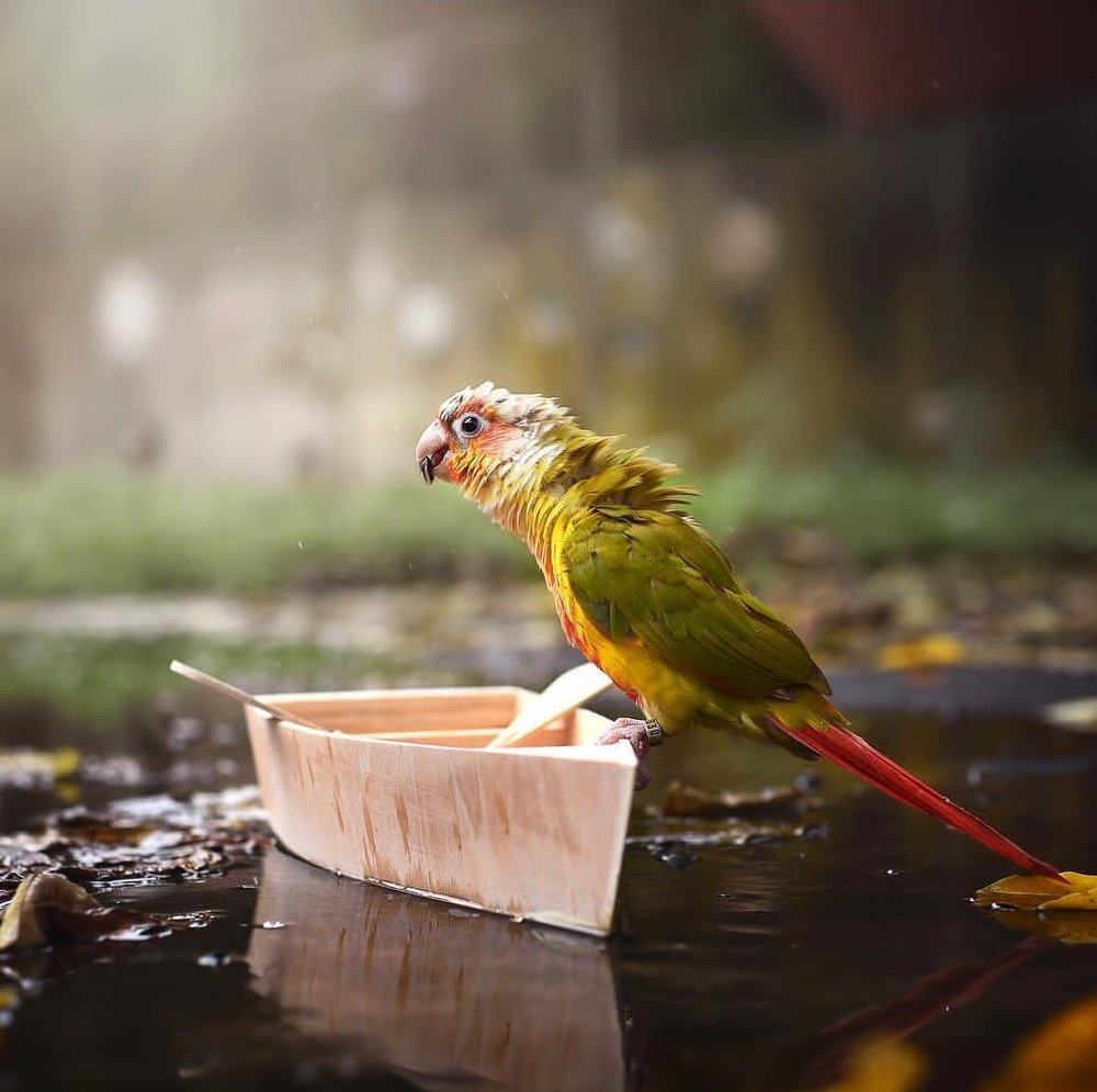 Pet cremation near me and Cremation by Water in Metro Atlanta Georgia