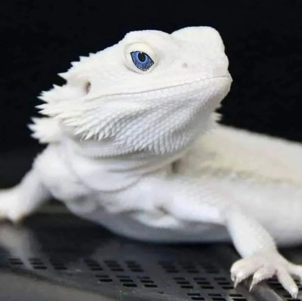 What to do when a bearded dragon dies and bearded dragon Aquamation Cremation by Water