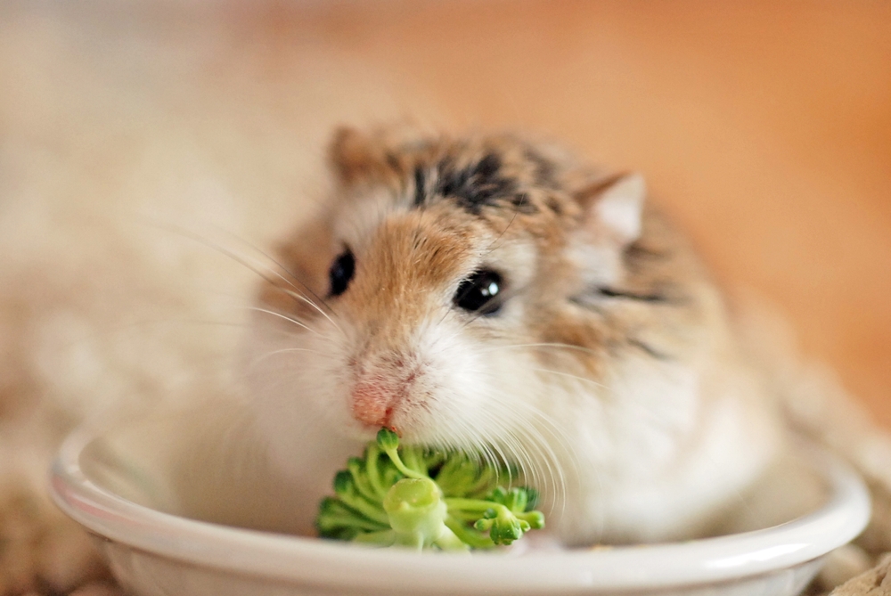Pet hamster cremation and Aquamation by water in Atlanta Georgia
