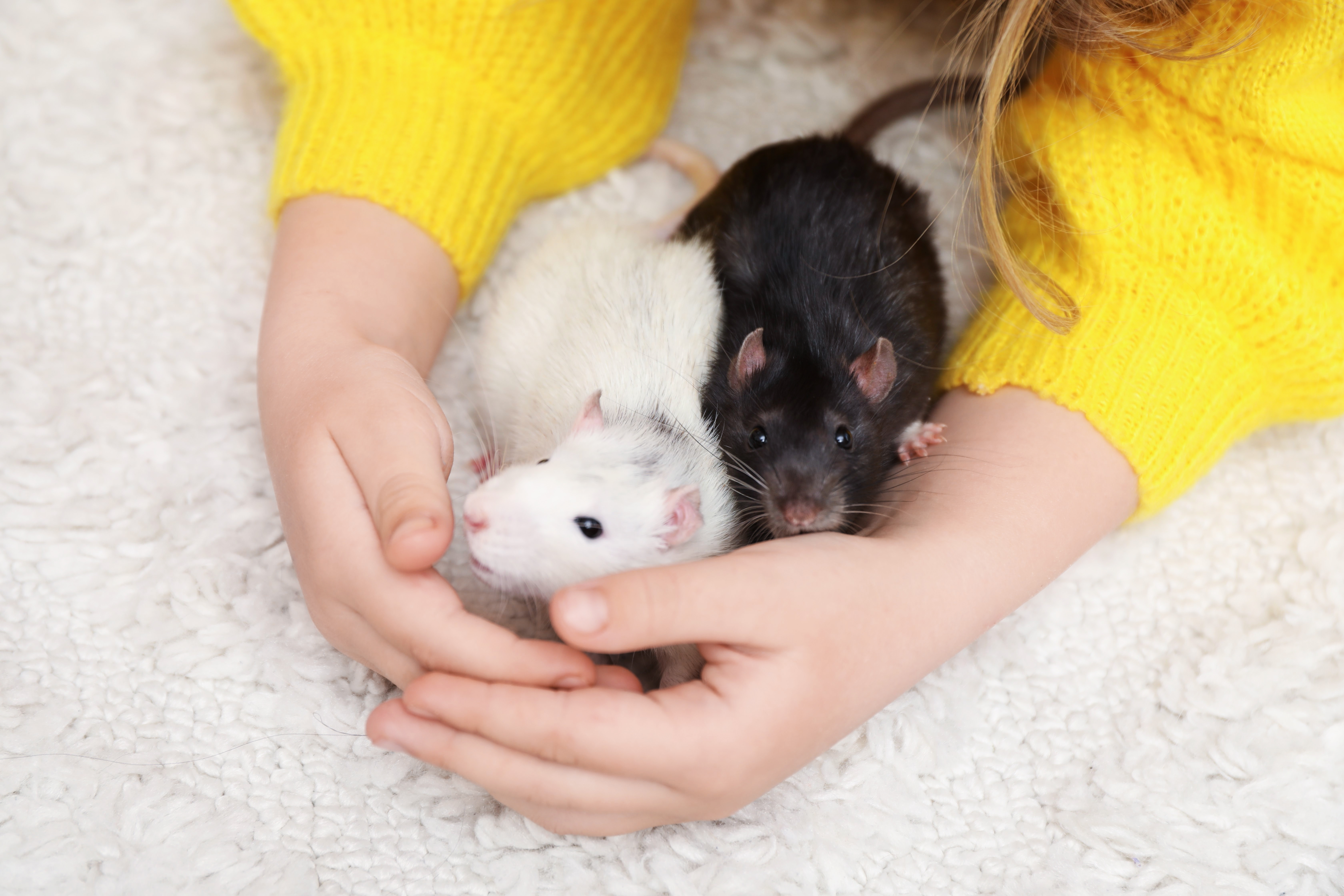 Pet rat cremation and Aquamation by water in Atlanta Georgia