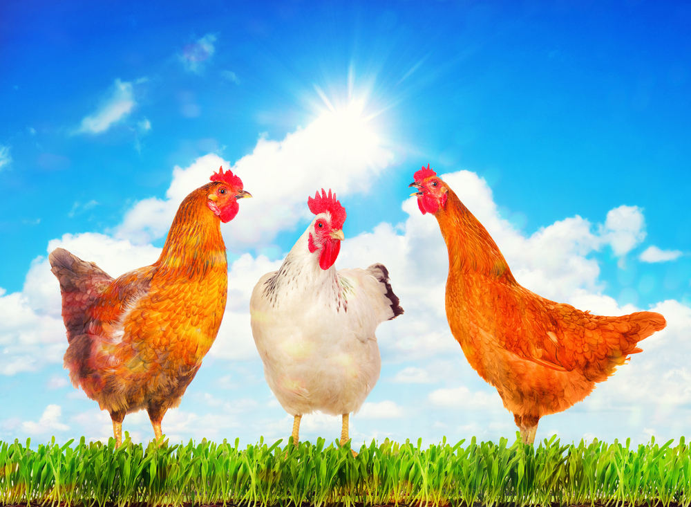 Chicken Aquamation versus flame cremation comparison showing Cremation by Water