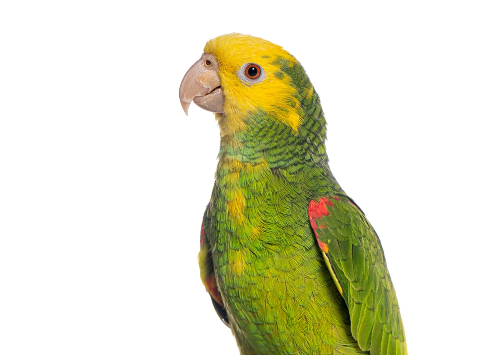 Pet parrot cremation and Aquamation by water in Atlanta Georgia