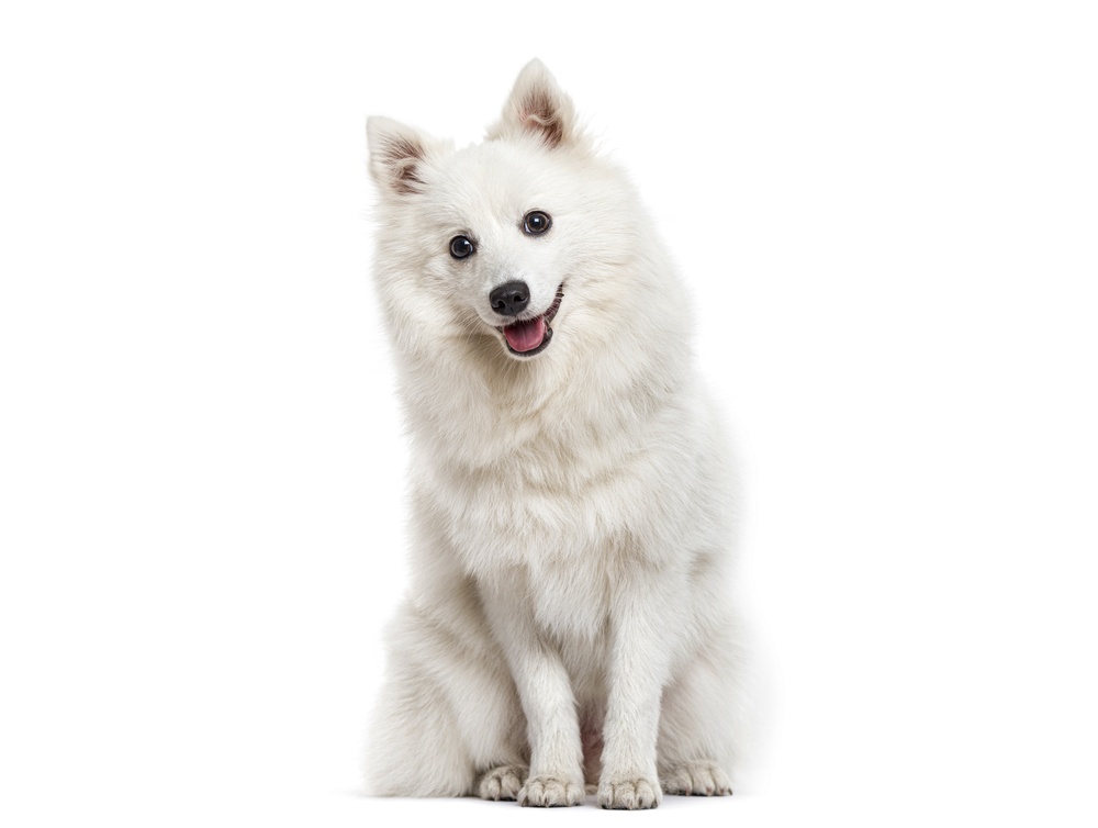 Dog Cremation by Water and pet Aquamation in Metro Atlanta Georgia