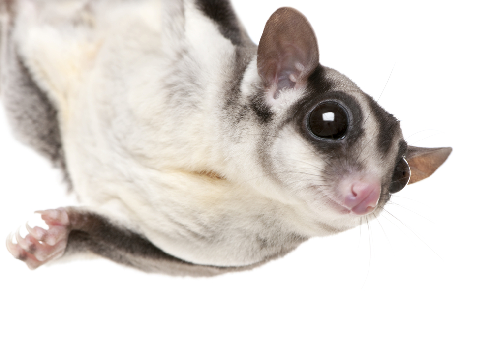Sugar glider Aquamation versus flame cremation comparison showing Cremation by Water