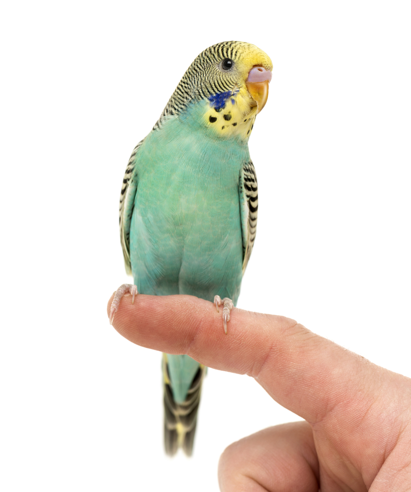 Pet parakeet cremation and Aquamation by water in Atlanta Georgia