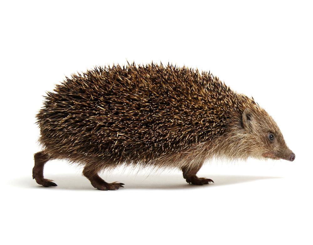 Hedgehog Aquamation versus flame cremation comparison showing Cremation by Water