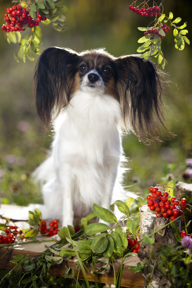 Private vs communal pet cremation and Aquamation options in Atlanta Georgia