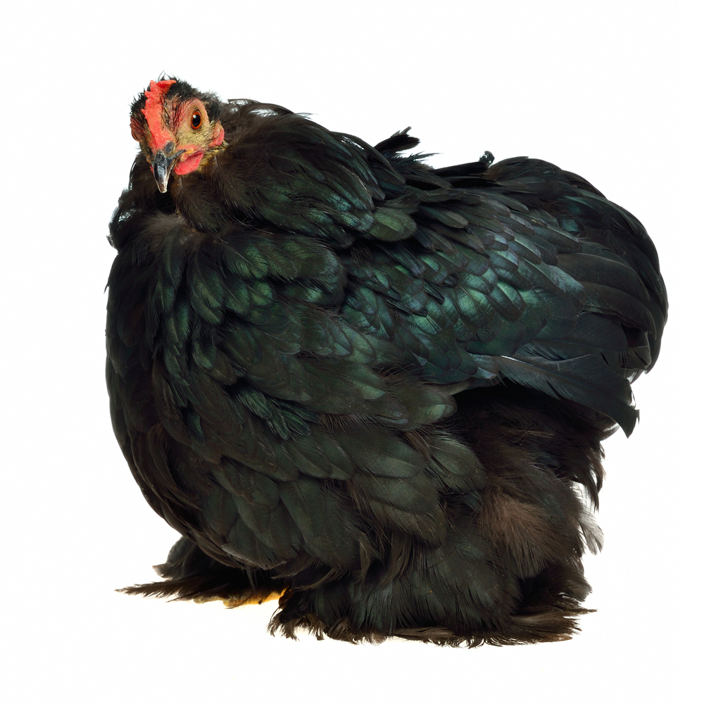 Pet chicken cremation and Aquamation by water in Atlanta Georgia
